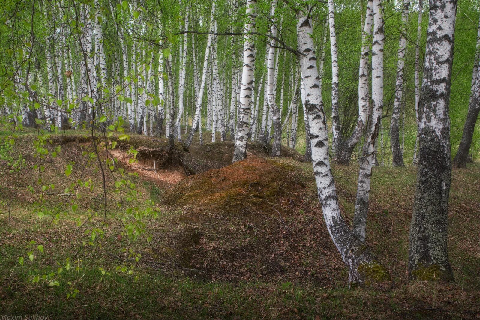 Береза на холме. Природа вязниковского района. лесопарк комзяки вязники. леса вязниковского района. березы на холме.