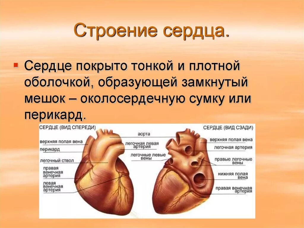 Сердце человека имеет. Строение и принципы работы сердца. Строение сердца человека кратко и понятно. Строение и работа сердца. Строение сердца работа сердца.