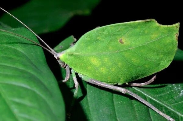 Phyllium letiranti "Tataba" Phasmatodea