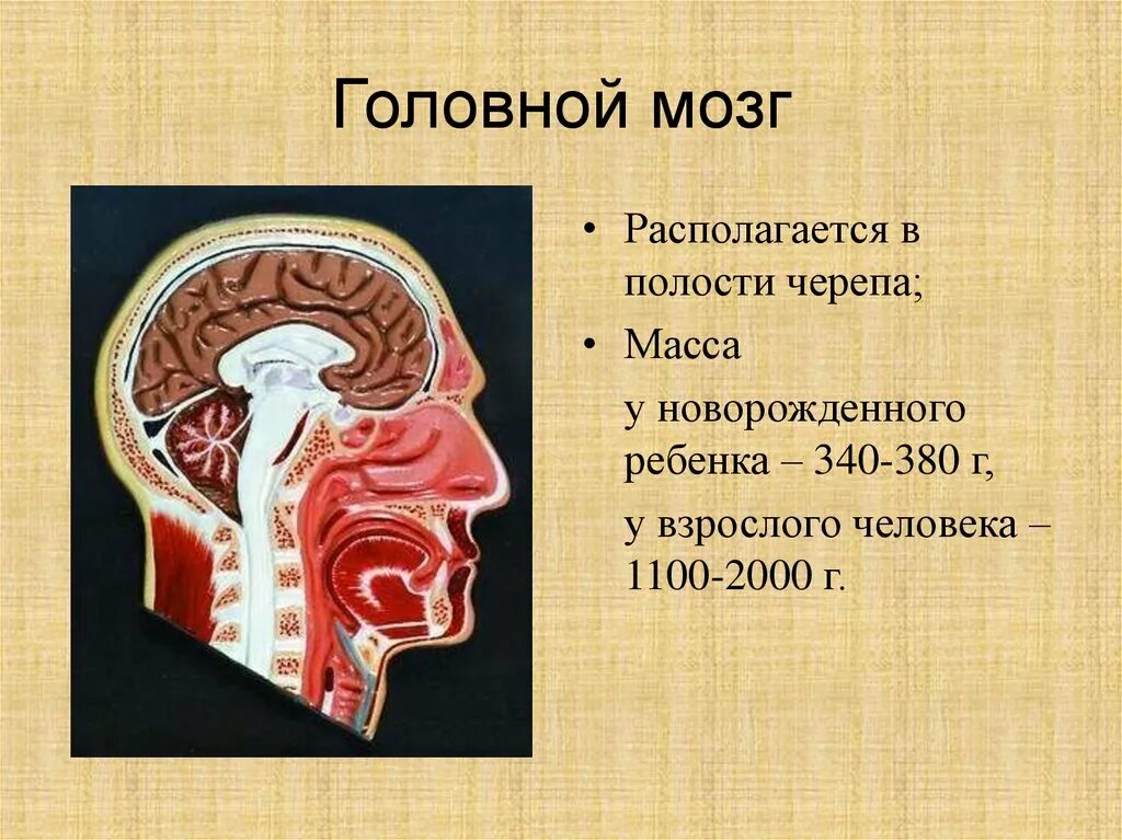 В полости черепа расположен