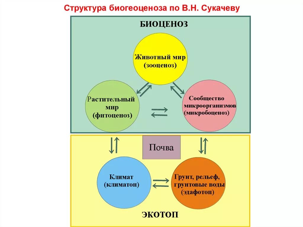 Основные структурные компоненты биогеоценоза. Биогеоценоз схема Сукачев. Структура биогеоценоза схема по Сукачеву. Структура биоценоза по Сукачеву. Структура биогеоценоза по Сукачеву.