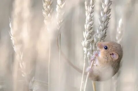 It is beautiful animal