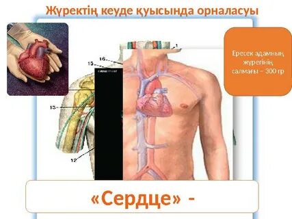 Жартылай ұзындықтағы порно видео