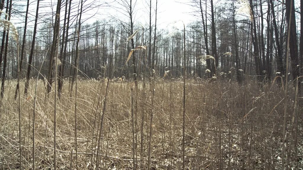 село рудня воробьевский район. село воробьевка воронежской. село рудня воронежская область. рудня воробьевка. рудня воробьевка гордеевский район.