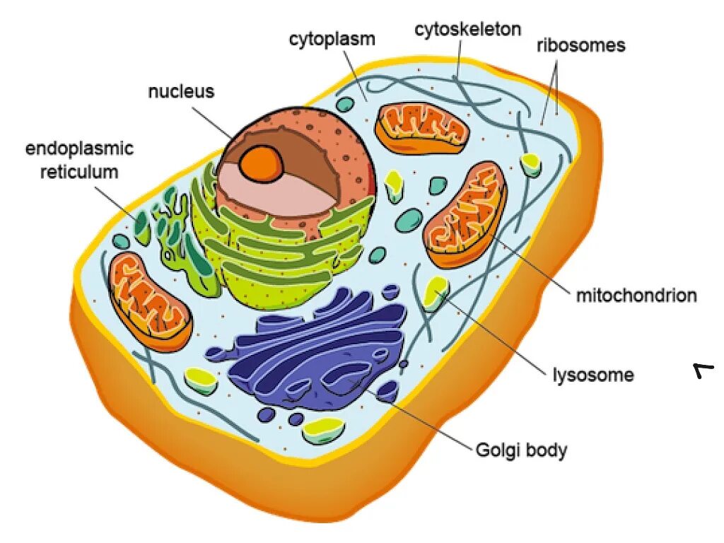 Клетка эукариот. Эукариот клетка животные\. Строение клетки эукариот. Эукариотная клетка рисунок. Клетка метка