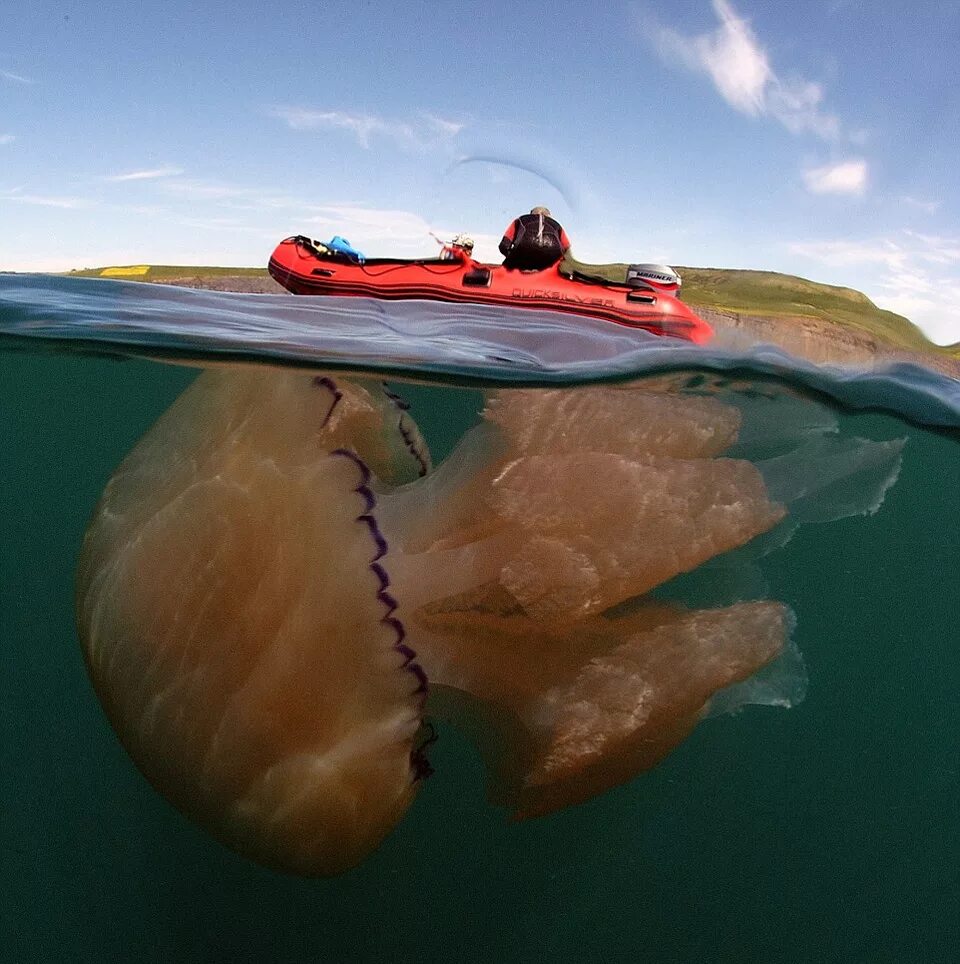 Сами больше море в мире. Медуза цианея гигантская. Арктическая гигантская медуза цианея. Медуза цианея гигантская и человек. Медуза цианея 30 метров.