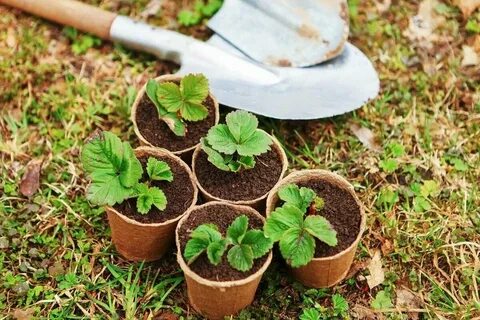 Главные секреты посадки и ухода за клубникой Теплицы Кремлёвские Дзен