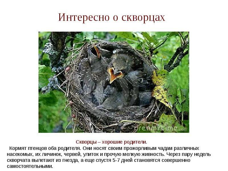 Сколько дней скворцы выводят птенцов. Птенец скворца. Количество птенцов скворца. Скворцы период выведения птенцов.