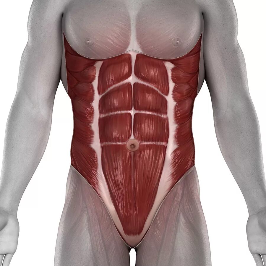 Muscles function