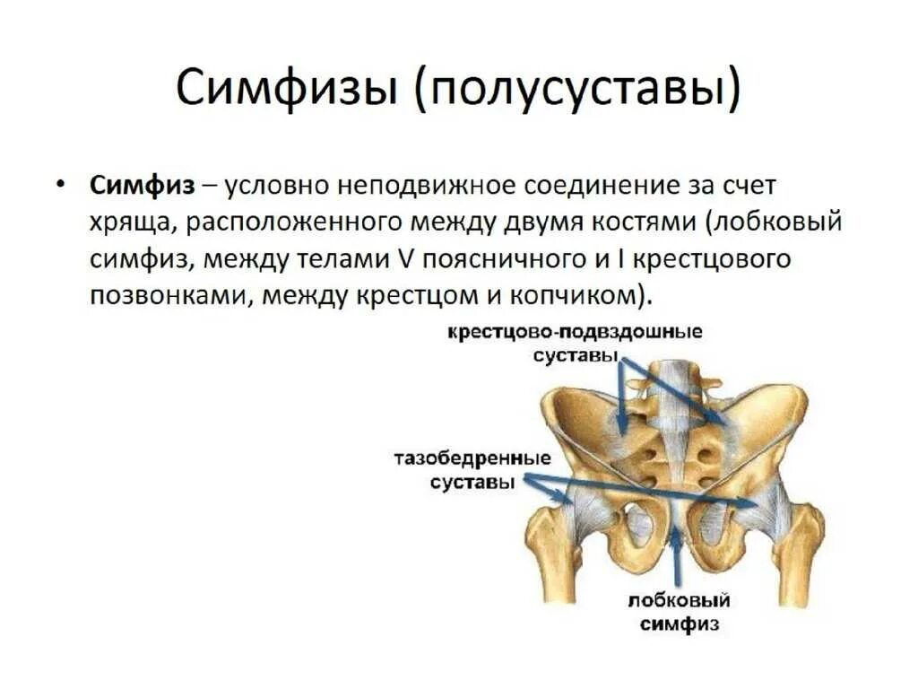 Лобковый симфиз строение. Лонный симфиз строение. Лобковый симфиз Тип соединения костей.