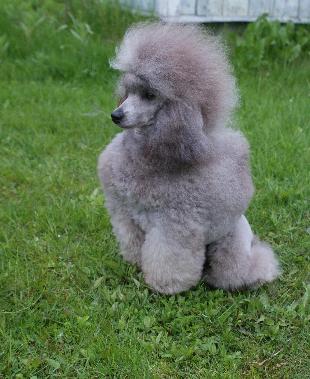 королевский пудель нестриженный. пудель каштановый. порода карликовый пудель. экстерьер той пуделя.