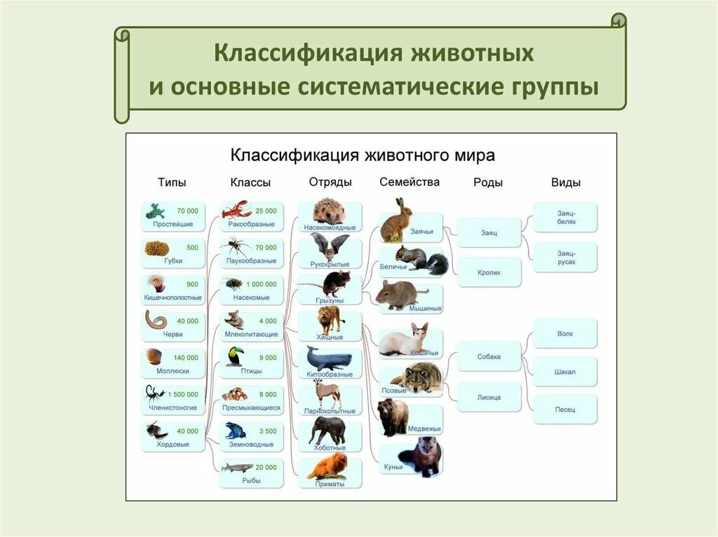 Как определить вид животного