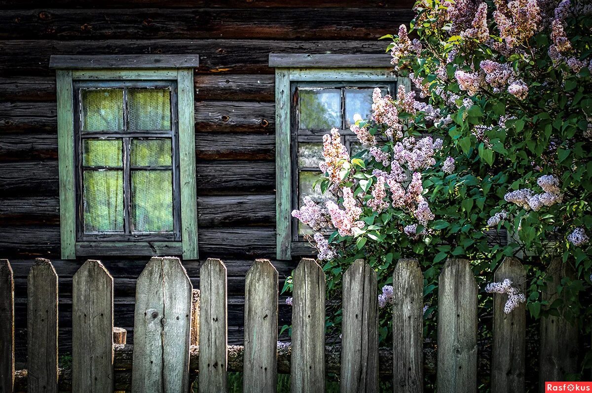 Цветет у нашего крылечка. Палисад деревня кусты. Деревенский домик. Деревенский дом с забором. Деревенский палисадник.