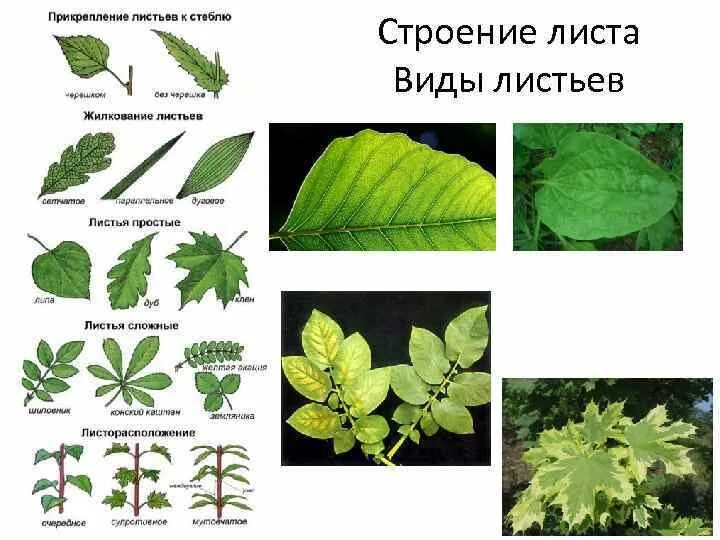 Картинки ТИПЫ ЛИСТЬЕВ ПРИМЕРЫ РАСТЕНИЙ