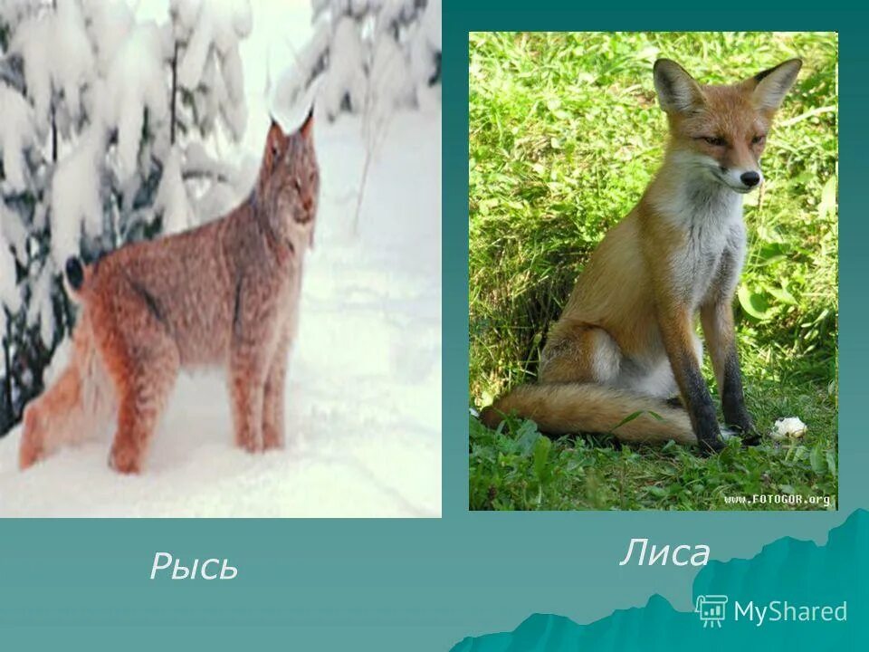 рысь и лиса