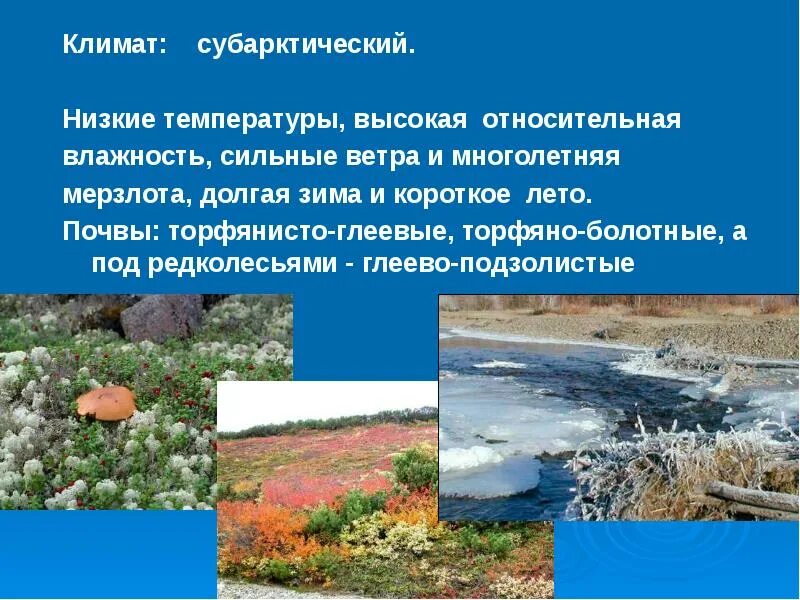 Средняя субарктическая тундра. Почвы субарктики. Почвы субарктики. Почвы субарктики. Растительный покров арктических почв.