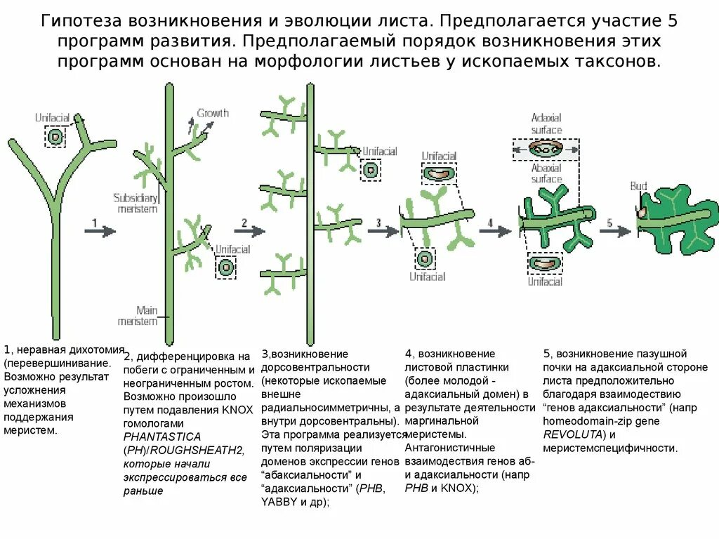 Эволюционная морфология растений. Эволюция листа. Эволюция. Растения. Макрофильная линия эволюции листа. Установите последовательность появление плодов