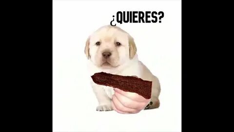 Quieres