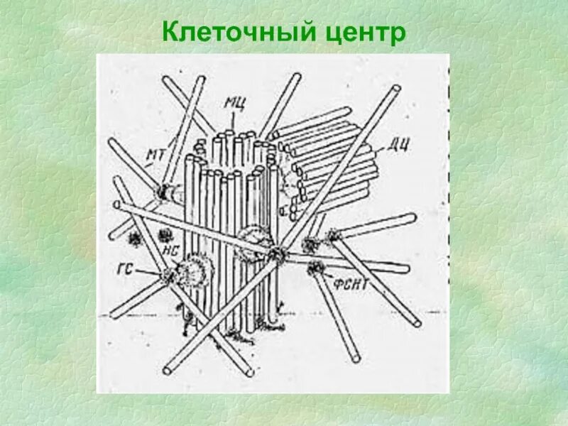 Клетка клеточный центр рисунок. Клеточный центр. Клеточный центр рисунок. Клеточный центр ЕГЭ. Клеточный центр простой рисунок.