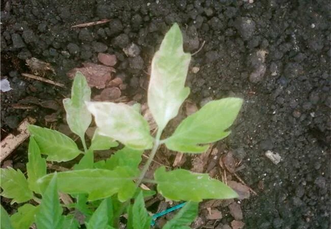 Септрориоз рассада томат. Стрик рассады перца. Рассада томатов побелела. Бледнеют листья у рассады томатов. Почему белеет рассада в теплице.