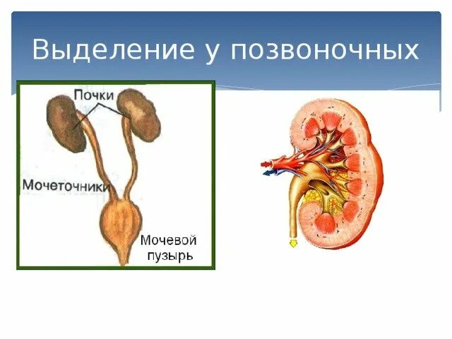 Выделение у позвоночных животных. Выделение у позвоночных животных