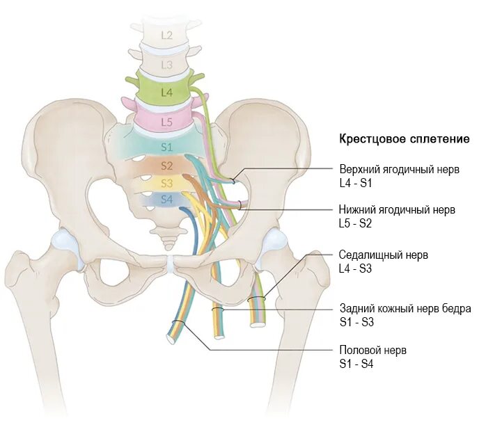 Половой нерв симптомы у женщин. Крестцовое сплетение анатомия. Крестцовый нерв. Нервы крестцового сплетения. Крестцовое нервное сплетение.