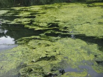 Водоросли плывущие по течению 12 букв