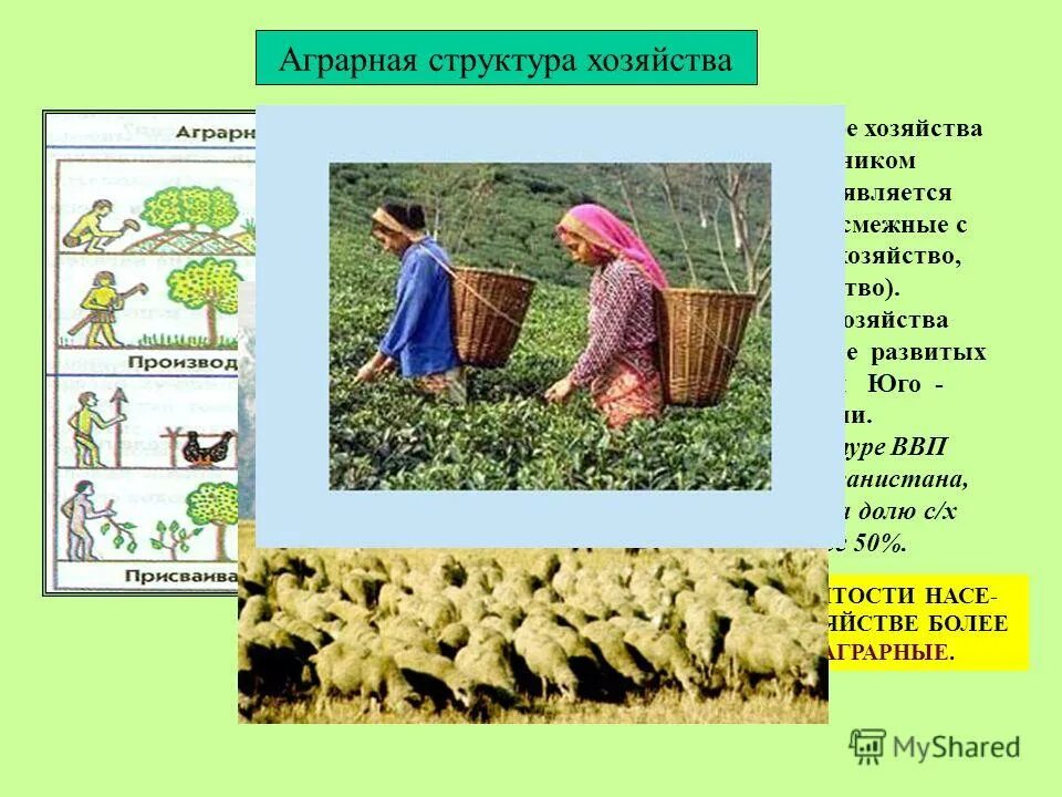 организационная структура сельского хозяйства. доиндустриальные страны. развивающиеся страны сельское хозяйство. аграрная структура сельского хозяйства. структура сельского хозяйства.