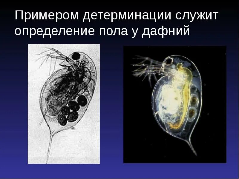 Основные закономерности функционирования генов
