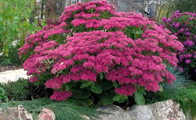 Буддлея Давида Триколор. Butterfly garden plants, Butterfly bush, Garden plants