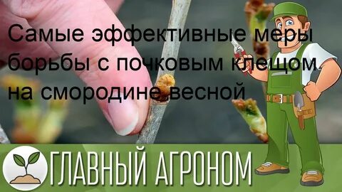 Чем обработать весной от клещей