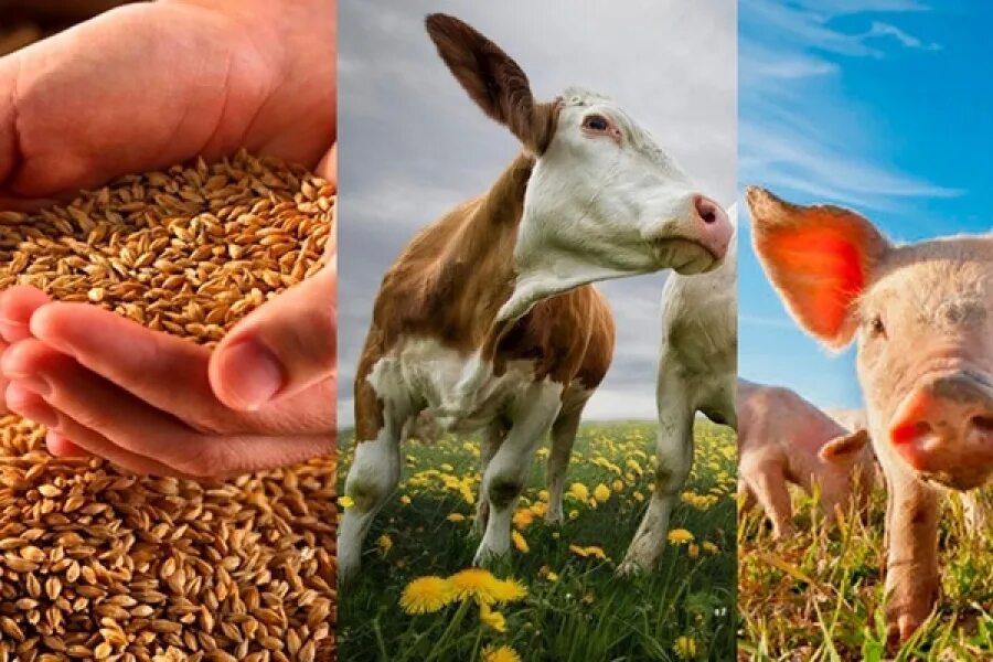 Основы сельскохозяйственной продукции