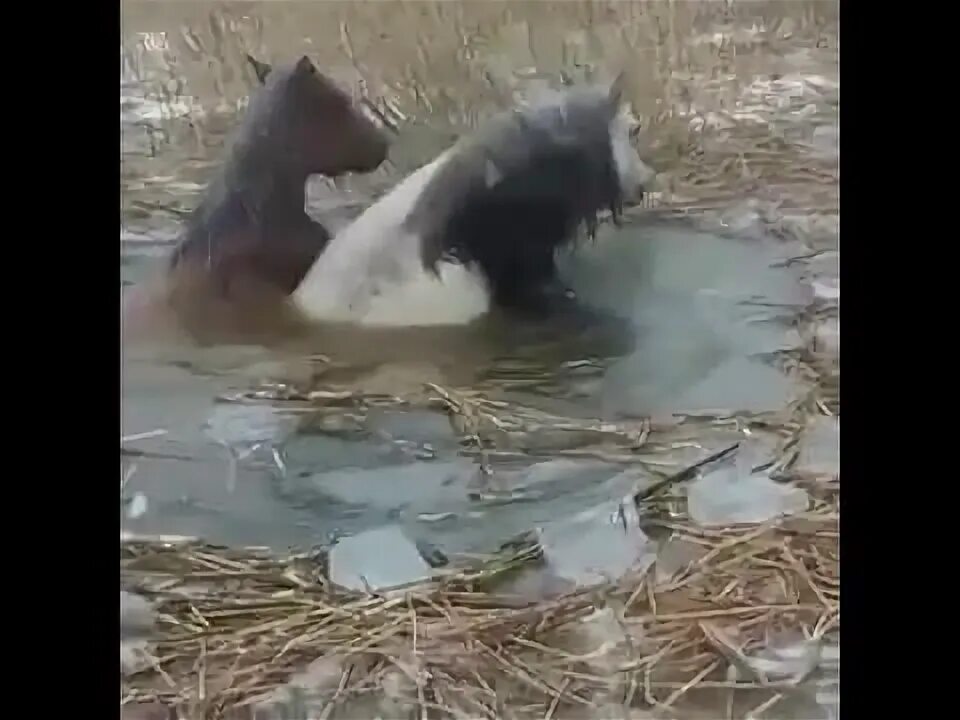 Утонули лошади