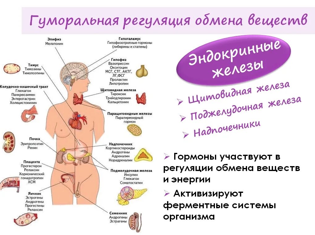 Гормонов в первую очередь. Заболевания эндокринной системы железы гормоны заболевания. Эндокринная система гуморальная гормоны. Эндокринная система и эндокринные железы. Эндокринная система гормон эффект.