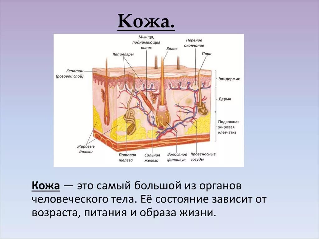 Урок кожа 8 класс биология. Производные кожи человека биология 8 класс. Функции кожи человека анатомия. Кожа; строение, функции. Производные кожи. Строение кожи и функции структур кожи.