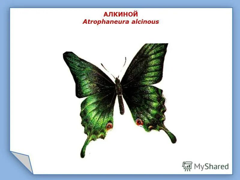 жизненный путь бабочки. бабочки для презентации. презентация на тему бабочки 3 класс. презентация на тему бабочки. в мире бабочек проект.