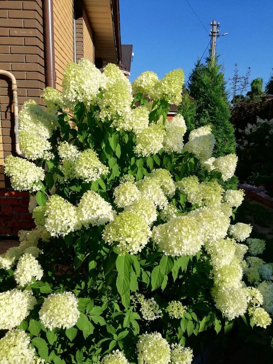 Многолетние кустарники для дачи фото с названиями