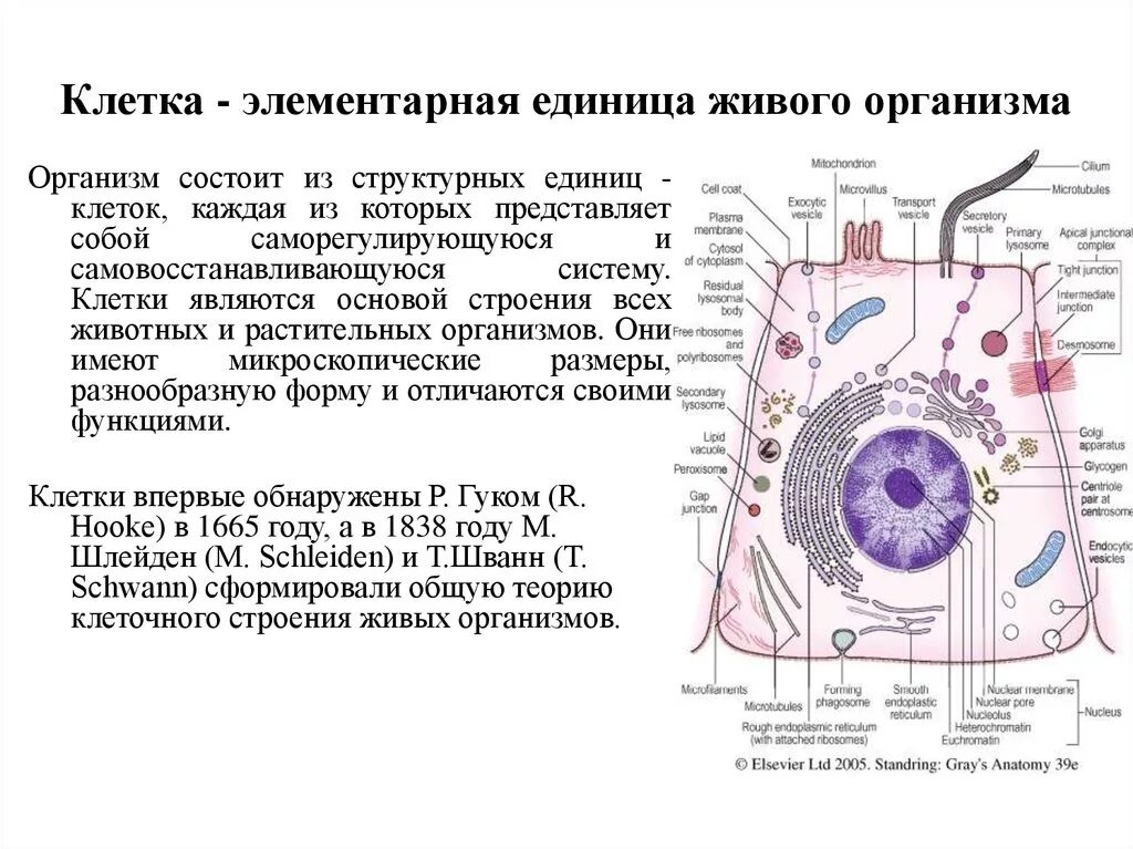 Структурной единицей живого организма является. Клетка элементарная единица живого организма. Клетка – элементарная единица строения и развития живого организма. Клетка как элементарная структурная единица живого. Клетка это основная структурная единица живого.