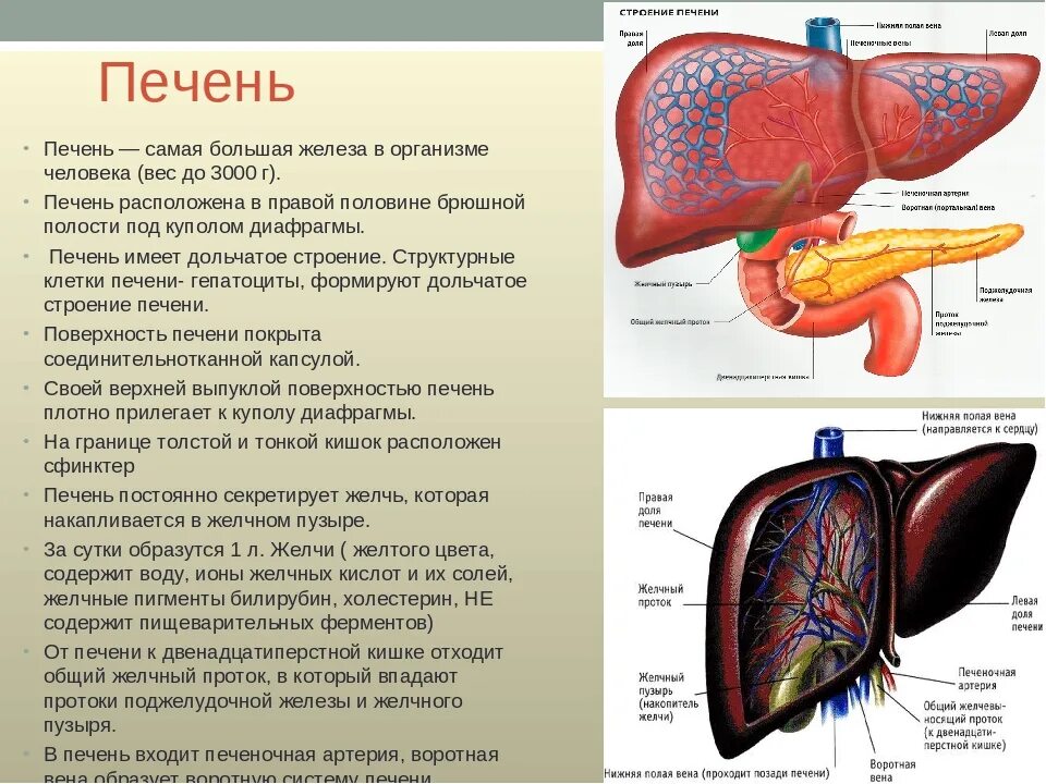 Какая роль печени