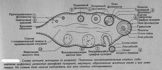 Фолликул 20. Строение яичника тека клетки. первичный и вторичный фолликул. стадии формирования желтого тела. стадии развития фолликула.