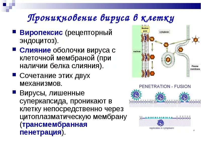 Раздевание вируса. Слияние мембраны вируса с мембраной клетки. проникновение вируса в клетку виропексис. слияние вируса с клеткой. рецепторный механизм проникновения вируса в клетку.