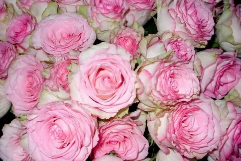 French rose