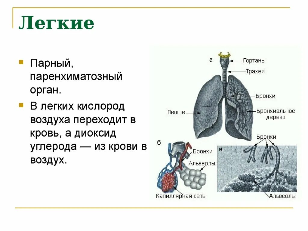 Какое легкое больше и почему. Паренхиматозные органы дыхательной системы. Легкие. Легкие это паренхиматозный орган.