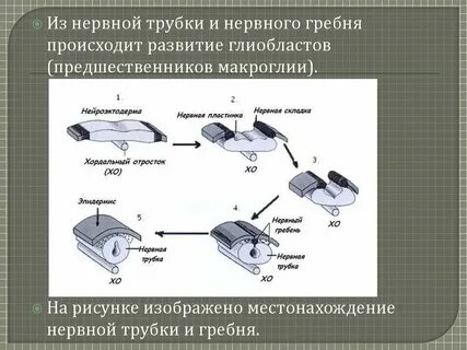 Нервная трубка это