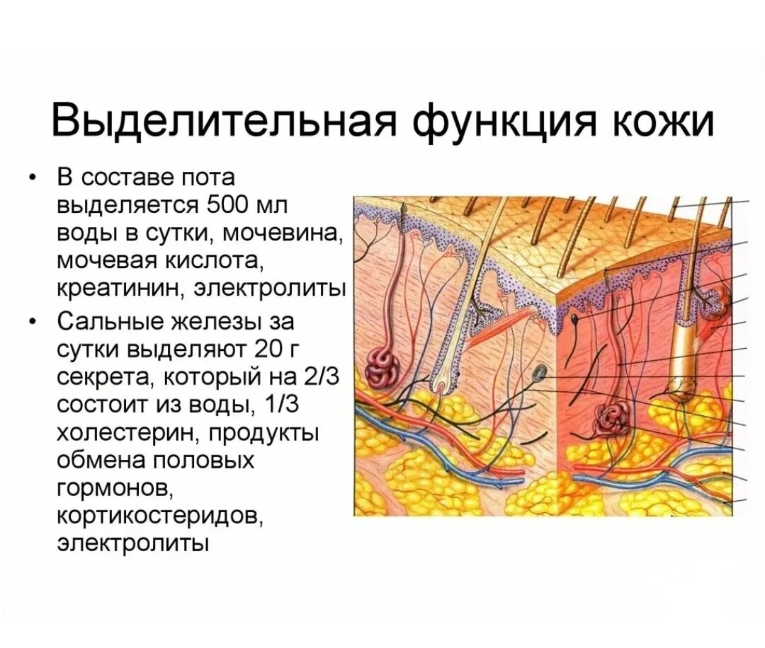 Выделительную функцию кожи выполняют