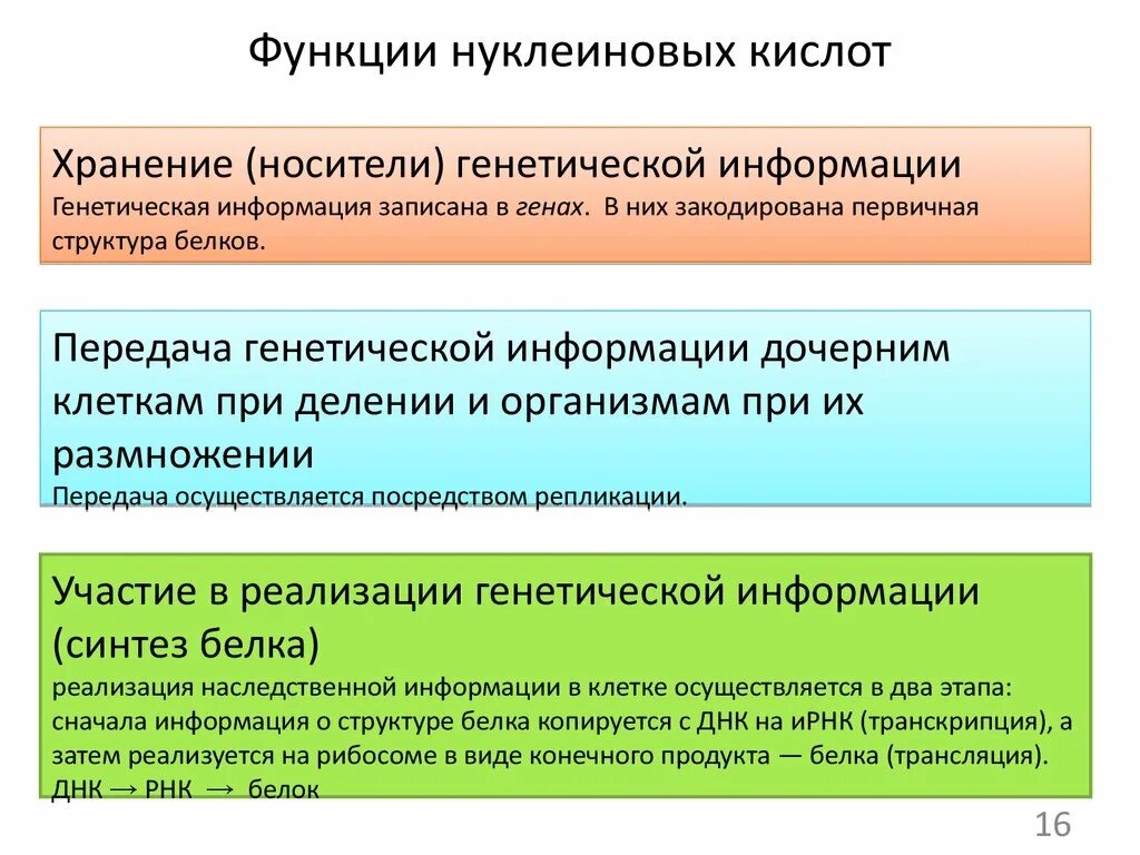 5 функций нуклеиновых кислот