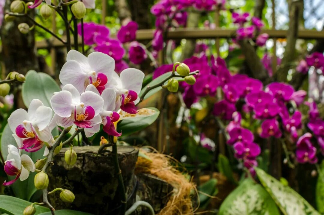 Orchid garden. Садовые орхидеи фото в саду. Ботанический сад палермо. Орхидеи в ботаническом саду. Orchid garden.