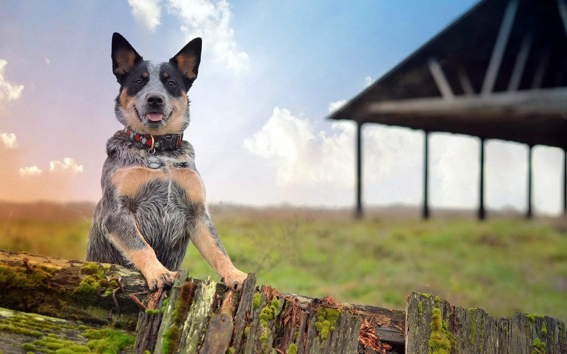 Dog village. Австралийская пастушья собака. Австралийский Хилер. Собака австралийский Хилер. Австралийский Хилер щенки.