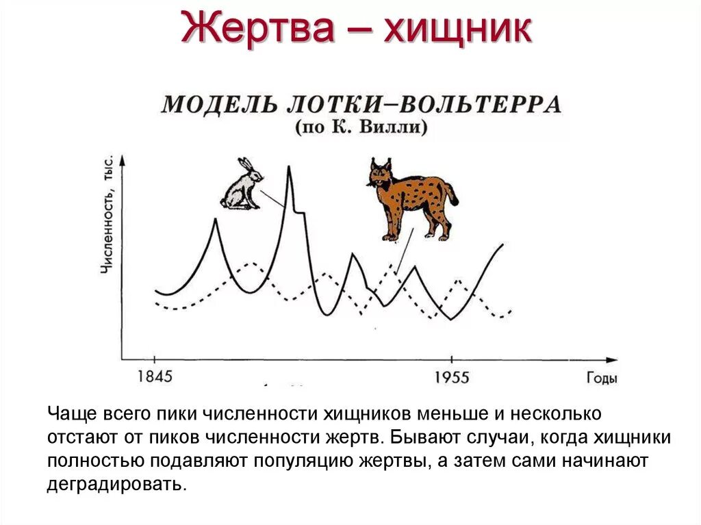 На графиках продемонстрированы изменения численности жертвы зайцев. Популяционная модель хищник жертва. Математическое моделирование системы «хищник-жертва».. Модель хищник жертва график. Популяционные волны в системе хищник жертва.