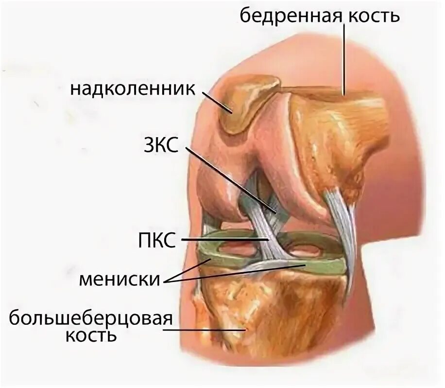 Мениски коленного сустава анатомия. Коленный сустав строение мениск. Разрыв поперечной связки мениска. Связки мениска коленного сустава.